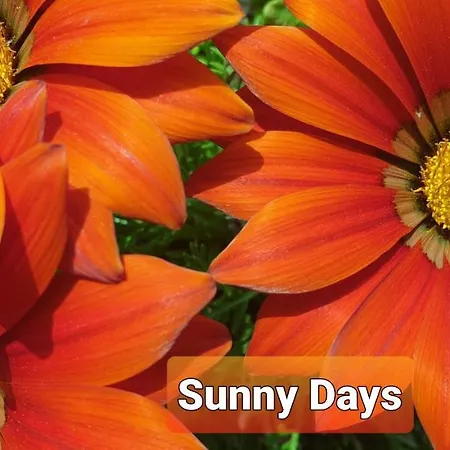 Sunny Days * Pedara